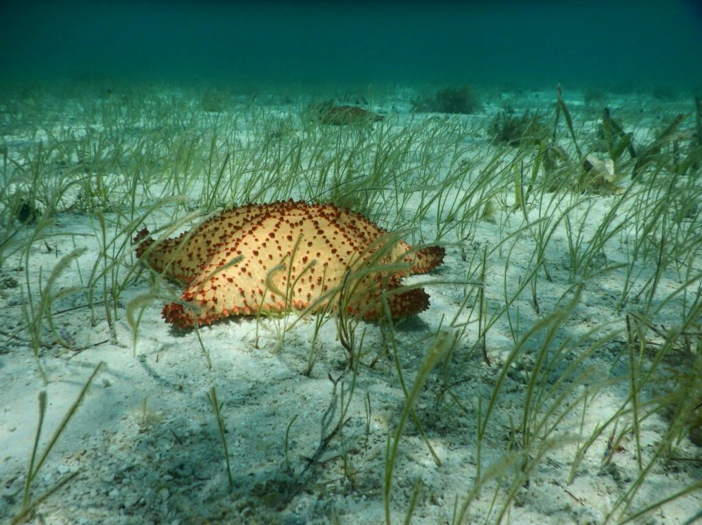picture of a star fish underwater on the sea bed