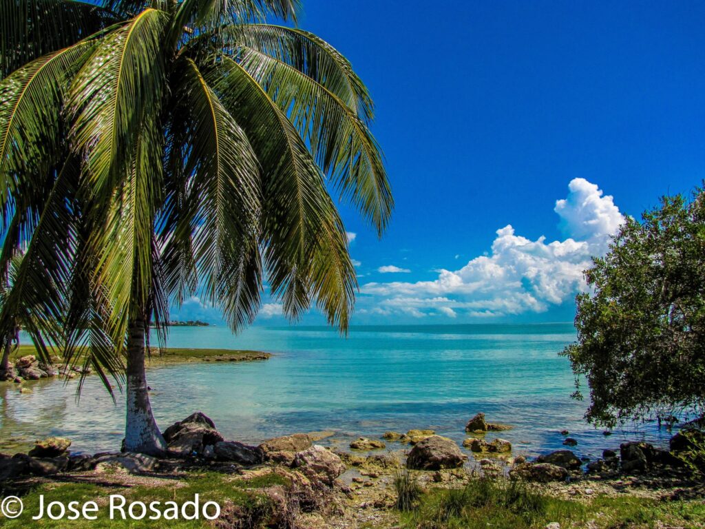 palm tree overlooking blue waters